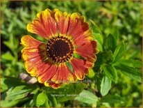 Helenium 'Bandera'