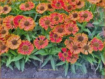 Helenium 'Bandera'