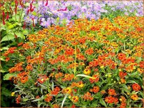 Helenium &#39;Little Orange&#39;