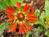 Helenium &#39;Little Orange&#39;