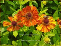 Helenium 'Mien Ruys'