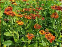 Helenium 'Mien Ruys'