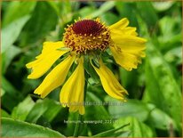 Helenium &#39;Wesergold&#39;