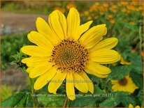 Helianthus decapetalus 'Suncatcher Pure Gold'