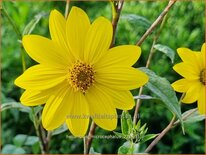 Helianthus microcephalus