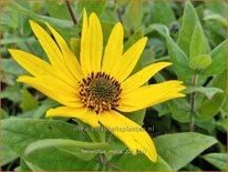 Helianthus mollis