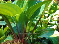 Hosta 'Red Cadet'