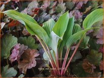 Hosta 'Red Cadet'