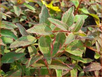 Hypericum moserianum &#39;Tricolor&#39;