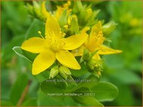 Hypericum tetrapterum