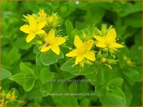 Hypericum tetrapterum