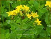 Hypericum tetrapterum