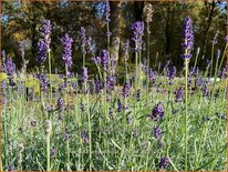 Lavandula angustifolia &#39;Hidcote&#39;