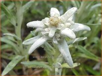 Leontopodium alpinum 'Matterhorn'