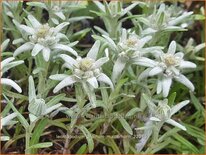 Leontopodium alpinum 'Matterhorn'