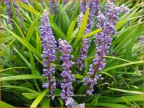 Liriope muscari &#39;Moneymaker&#39;