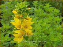 Lysimachia punctata 'Hometown Hero'