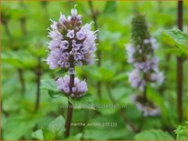 Mentha 'Aalbes'