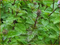 Mentha 'Aalbes'