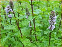 Mentha 'Aalbes'