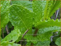 Mentha spicata &#39;Maroccan&#39;