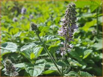 Mentha spicata 'Weinminze'