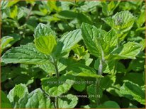 Mentha spicata 'Weinminze'