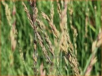 Molinia caerulea 'Carmarthen'