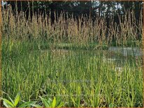 Molinia caerulea 'Carmarthen'