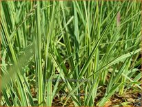 Molinia caerulea 'Carmarthen'