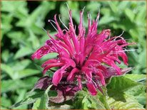 Monarda 'Balmy Rose'