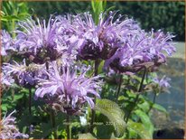 Monarda 'Blue Moon'