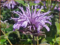 Monarda 'Blue Moon'