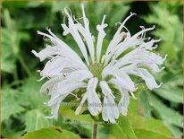 Monarda 'Snow Queen'