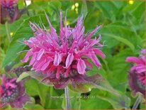 Monarda 'Sugar Lace'