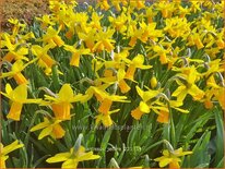 Narcissus &#39;Jetfire&#39;