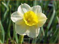 Narcissus &#39;Minnow&#39;