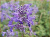 Nepeta faassenii