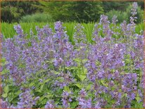 Nepeta faassenii 'Blue Wonder'