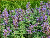 Nepeta faassenii &#39;Purrsian Blue&#39;