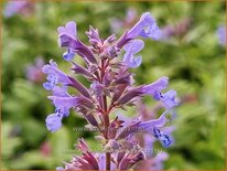 Nepeta grandiflora &#39;Zinser&#39;s Giant&#39;