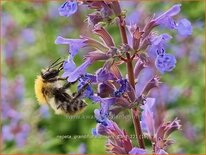 Nepeta grandiflora &#39;Zinser&#39;s Giant&#39;