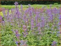 Nepeta grandiflora &#39;Zinser&#39;s Giant&#39;