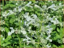 Nepeta racemosa &#39;Snowflake&#39;