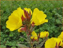 Oenothera fruticosa &#39;Sonnenwende&#39;