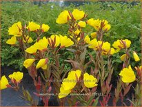 Oenothera fruticosa &#39;Sonnenwende&#39;