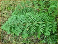 Osmunda regalis