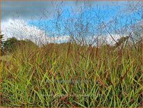 Panicum virgatum &#39;Kurt Bluemel&#39;