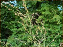 Panicum virgatum 'Nican'