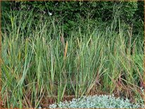 Panicum virgatum 'Nican'